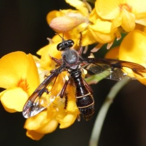 Daptolestes sp. (genus) at Acton, ACT - 17 Nov 2020