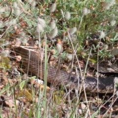 Pseudonaja textilis (Eastern Brown Snake) at Dryandra St Woodland - 13 Nov 2020 by ConBoekel