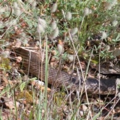 Pseudonaja textilis (Eastern Brown Snake) at O'Connor, ACT - 14 Nov 2020 by ConBoekel