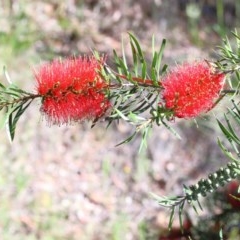 Melaleuca citrina (Crimson Bottlebrush) at O'Connor, ACT - 13 Nov 2020 by ConBoekel