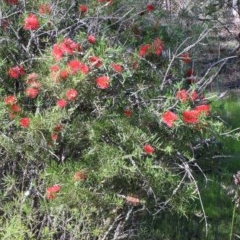 Callistemon citrinus at O'Connor, ACT - 14 Nov 2020 08:59 AM