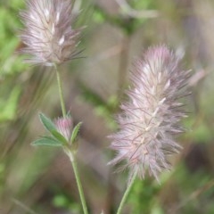 Trifolium arvense var. arvense (Haresfoot Clover) at O'Connor, ACT - 14 Nov 2020 by ConBoekel