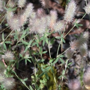 Trifolium arvense var. arvense at O'Connor, ACT - 14 Nov 2020