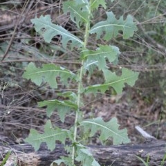 Lactuca serriola f. serriola (Prickly Lettuce) at O'Connor, ACT - 14 Nov 2020 by ConBoekel