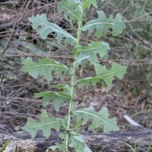 Lactuca serriola f. serriola at O'Connor, ACT - 14 Nov 2020 10:24 AM