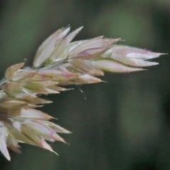 Holcus lanatus (Yorkshire Fog) at O'Connor, ACT - 14 Nov 2020 by ConBoekel