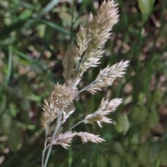 Holcus lanatus at O'Connor, ACT - 14 Nov 2020