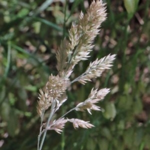 Holcus lanatus at O'Connor, ACT - 14 Nov 2020