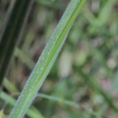 Holcus lanatus at O'Connor, ACT - 14 Nov 2020