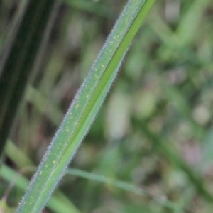 Holcus lanatus at O'Connor, ACT - 14 Nov 2020 09:26 AM