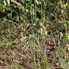 Holcus lanatus at O'Connor, ACT - 14 Nov 2020 09:26 AM