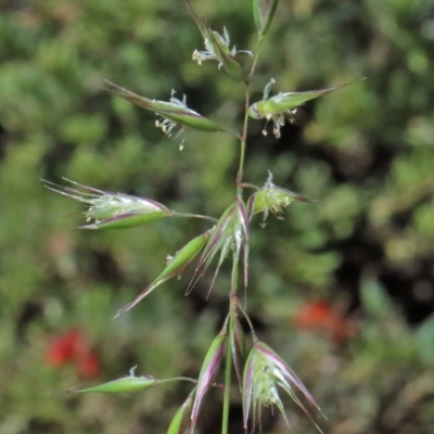 Rytidosperma sp. (Wallaby Grass) at Dryandra St Woodland - 13 Nov 2020 by ConBoekel