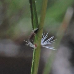 Rytidosperma sp. at O'Connor, ACT - 14 Nov 2020 09:21 AM