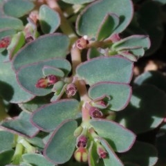 Euphorbia dallachyana (Mat Spurge, Caustic Weed) at O'Connor, ACT - 13 Nov 2020 by ConBoekel