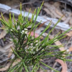 Choretrum pauciflorum (Dwarf Sour Bush) at Currawang, NSW - 19 Nov 2020 by camcols