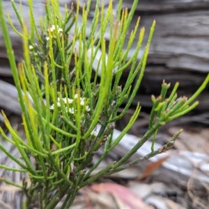 Choretrum pauciflorum at Currawang, NSW - 19 Nov 2020