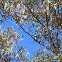 Myiagra rubecula (Leaden Flycatcher) at Dryandra St Woodland - 14 Nov 2020 by ConBoekel