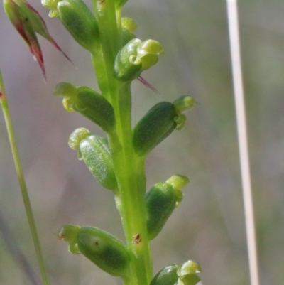 Microtis parviflora (Slender Onion Orchid) at O'Connor, ACT - 13 Nov 2020 by ConBoekel