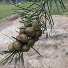 Persoonia linearis (Narrow-leaved Geebung) at QPRC LGA - 16 Nov 2020 by camcols