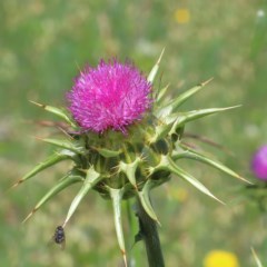 Silybum marianum (Variegated Thistle) at O'Connor, ACT - 13 Nov 2020 by ConBoekel