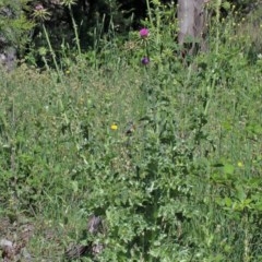 Silybum marianum at O'Connor, ACT - 14 Nov 2020