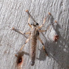 Zosteria sp. (genus) (Common brown robber fly) at O'Connor, ACT - 13 Nov 2020 by ConBoekel