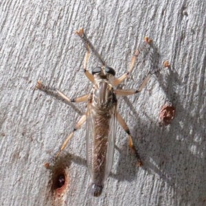 Zosteria sp. (genus) at O'Connor, ACT - 14 Nov 2020