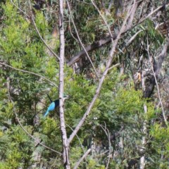 Todiramphus sanctus (Sacred Kingfisher) at Dryandra St Woodland - 13 Nov 2020 by ConBoekel