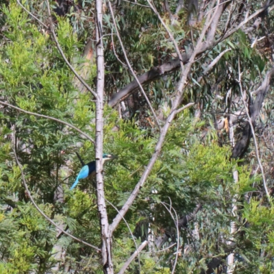 Todiramphus sanctus (Sacred Kingfisher) at O'Connor, ACT - 13 Nov 2020 by ConBoekel