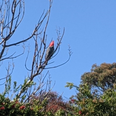 Callocephalon fimbriatum (Gang-gang Cockatoo) at Currawang, NSW - 15 Oct 2020 by camcols