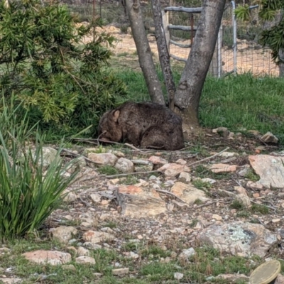 Vombatus ursinus (Common wombat, Bare-nosed Wombat) at QPRC LGA - 6 Nov 2020 by camcols