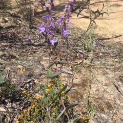 Veronica perfoliata (Digger's Speedwell) at Peak View, NSW - 18 Nov 2020 by Hank