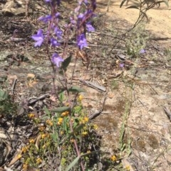 Veronica perfoliata at Peak View, NSW - 18 Nov 2020