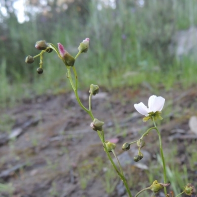 Drosera auriculata (Tall Sundew) at Conder, ACT - 20 Oct 2020 by michaelb