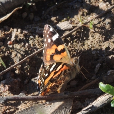Vanessa kershawi (Australian Painted Lady) at Conder, ACT - 20 Oct 2020 by michaelb
