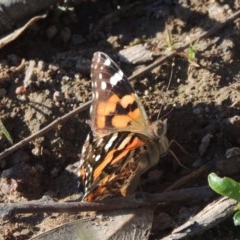 Vanessa kershawi (Australian Painted Lady) at Tuggeranong Hill - 20 Oct 2020 by michaelb