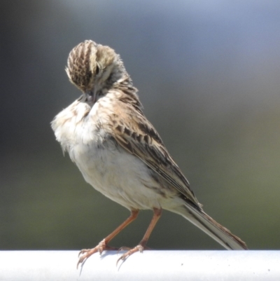 Anthus australis (Australian Pipit) at Canyonleigh, NSW - 19 Nov 2020 by GlossyGal