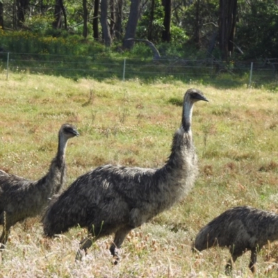 Dromaius novaehollandiae (Emu) at Canyonleigh, NSW - 19 Nov 2020 by GlossyGal