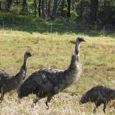 Dromaius novaehollandiae (Emu) at Canyonleigh - 18 Nov 2020 by GlossyGal