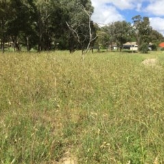 Themeda triandra (Kangaroo Grass) at Belconnen, ACT - 18 Nov 2020 by JohnGiacon