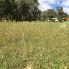 Themeda triandra (Kangaroo Grass) at Belconnen, ACT - 17 Nov 2020 by jgiacon