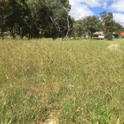 Themeda triandra (Kangaroo Grass) at Flea Bog Flat to Emu Creek Corridor - 17 Nov 2020 by JohnGiacon