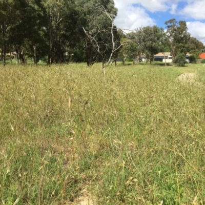 Themeda triandra (Kangaroo Grass) at Belconnen, ACT - 18 Nov 2020 by JohnGiacon