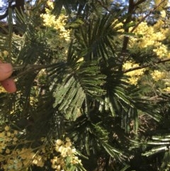 Acacia mearnsii (Black Wattle) at Black Flat at Corrowong - 20 Nov 2020 by BlackFlat