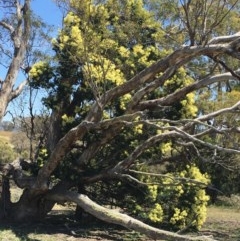 Acacia mearnsii at Tombong, NSW - 20 Nov 2020