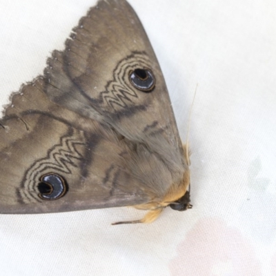 Dasypodia selenophora (Southern old lady moth) at Higgins, ACT - 20 Nov 2020 by AlisonMilton