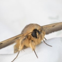 Dasypodia selenophora at Higgins, ACT - 20 Nov 2020