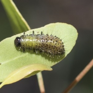 Paropsisterna beata at Scullin, ACT - 13 Nov 2020