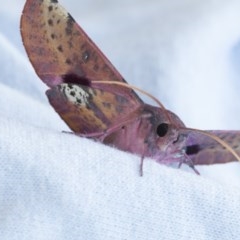Oenochroma vinaria (Pink-bellied Moth, Hakea Wine Moth) at Higgins, ACT - 15 Nov 2020 by AlisonMilton