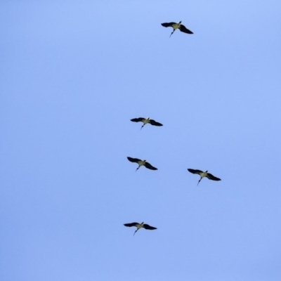 Threskiornis spinicollis (Straw-necked Ibis) at Primrose Valley, NSW - 18 Nov 2020 by Alison Milton